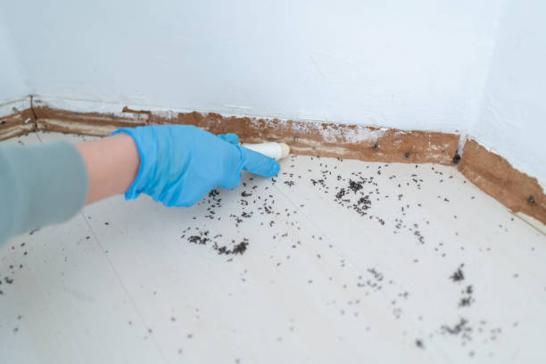 Trusted Sierra Madre, CA Pest Control Experts